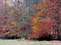 Binning Wood - Autumn